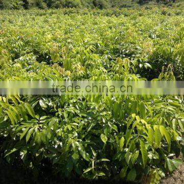 Litchi Tree Seedling