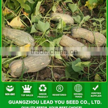 PU14 Hobao big size f1 hybrid sweet pumpkin seeds, pumpkin seeds for sale