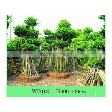 Ficus Microcarpa
