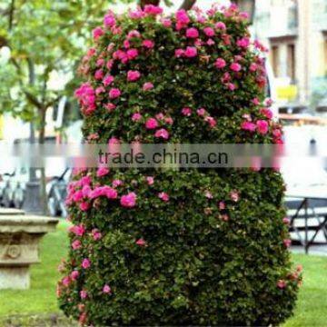 SOL 2015 New Design Big Flower Tower Vertical Green Planter Large Plastic Planters photo-5