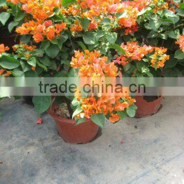 Bougainvillea Spectabilis Shrub Trees photo-3