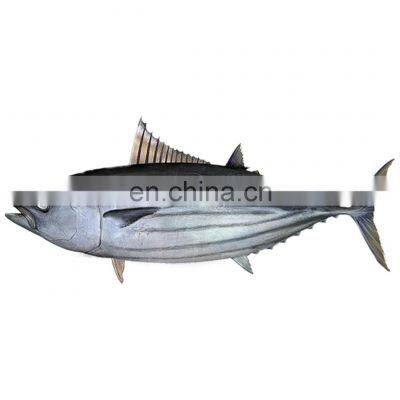 skipjack tuna price frozen skipjack tuna fish Katsuwonus Pelamis