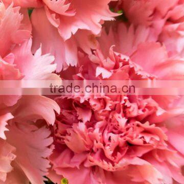 Fresh color deep pink price carnations