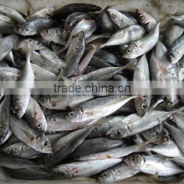 HGT frozen horse mackerel