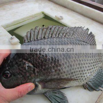 FROZEN TILAPIA WHOLE ROUND 500-800G FRESH FISH