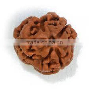 3 Faces Rudraksha