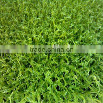 Wheat/grass/bean Growing Machine, Barley Sprout Machine Hydroponics Animal Fodder photo-3