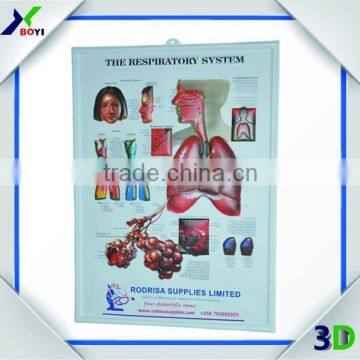 High Definition 3D Embossed Plastic Medical Wall Posters, OEM 3D Anatomical Charts photo-3