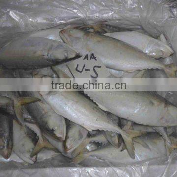 FROZEN INDIAN MACKEREL IQF / IWP FROM ARABIAN SEA