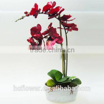 beauty wedding decoration pot flower moth orchid