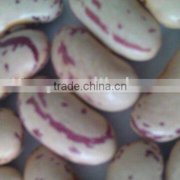 Light Speckled Kidney Bean ( long shape,2010 crop)