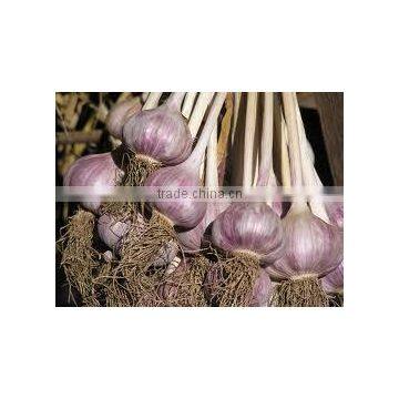 dry red garlic