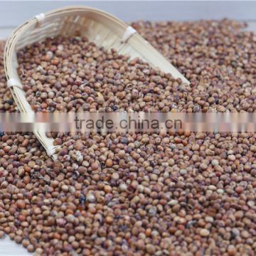 2016 non-GMO Organic glutinous red sorghum sticky sorghum