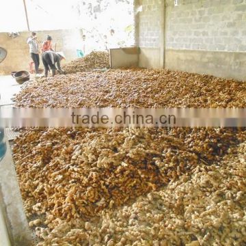 Ginger, Fresh Ginger, high quality viet nam