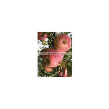 Red Fresh Fuji Apple from shanxi,China