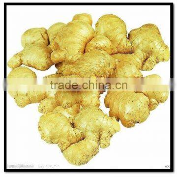 Air-Dry Ginger Factory