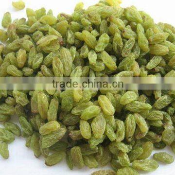 Chinese raisin industry raisin for vinegar good quality factory