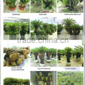 Decorative ornamental bonsai Cycas Revoluta for sale.