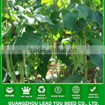 MBE07 Baiao high yield jade green sugar bean seeds for sales