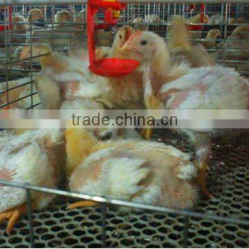 TAIYU-102 breeding broiler cage