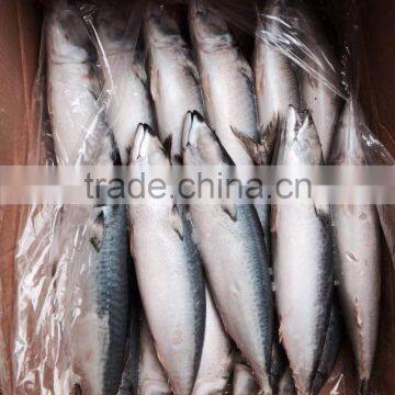 AAA QAULITY Frozen PACIFIC Mackerel photo-2