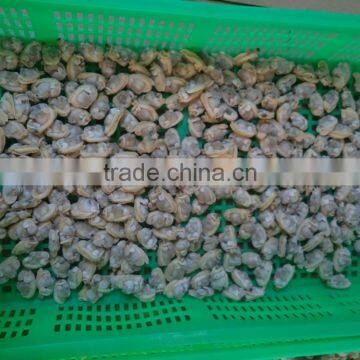 Frozen Wholesale Baby Clam Meat Taste Well for Sale photo-3