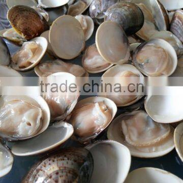 Wholesale Meretrix Lyrata Frozen Seafood Hard Clam photo-3