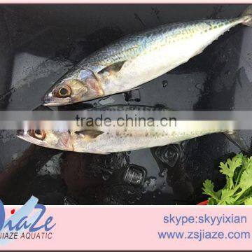 Mackerel W/R photo-2