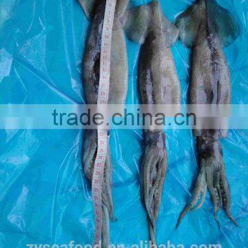 Frozen Illex Argentina Squid photo-2