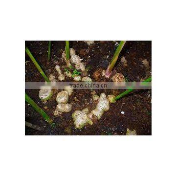 Zingiber Officinalis photo-2