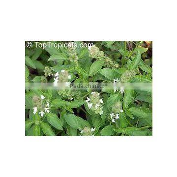 Ocimum Basilicum
