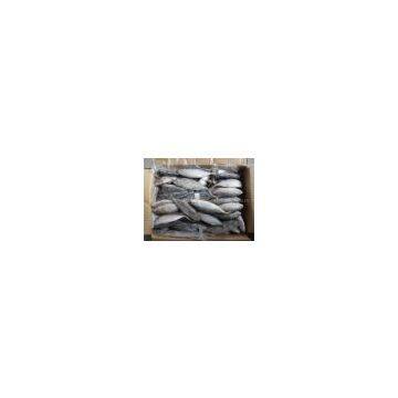 FROZEN INDIAN MACKEREL