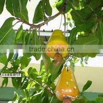 Cashew nut from China