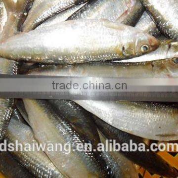 Frozen big sardine with size 65 - 70 pcs / 10 kg