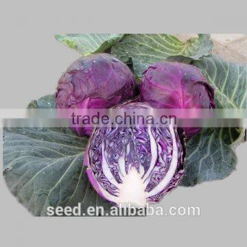 purple cabbage seed for planting SXZ No.1