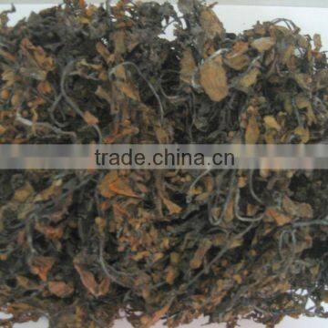 DRIED GACILARIA SEAWEED-BEST DRYNESS