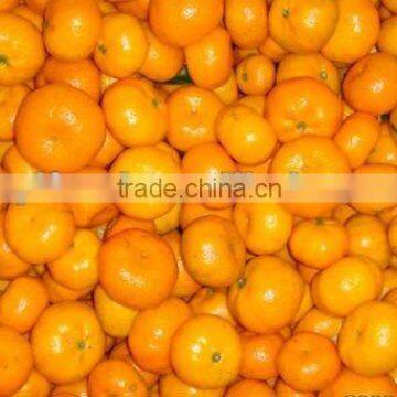 satsuma mandarin