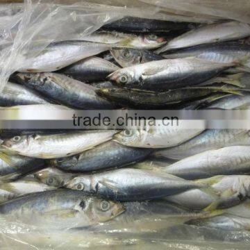 FROZEN WHOLE HARD TAIL SCAD (ROUND SCAD)