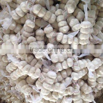 Fresh Vegetables Garlic