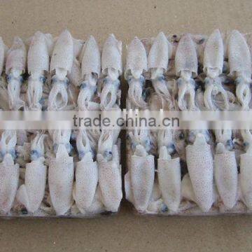 frozen baby squid for sale