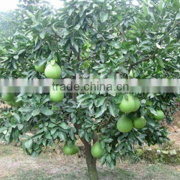 pomelo