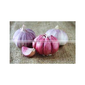Takings Egyptian Garlic...dry Garlic With Best Quality photo-1