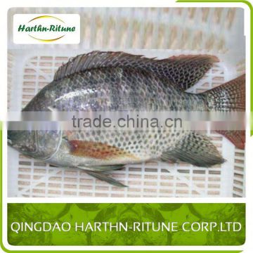 Best Price Fresh Frozen Tilapia Fillet Fishs