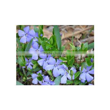 Vinca minor Periwinkle Lesser Periwinkle