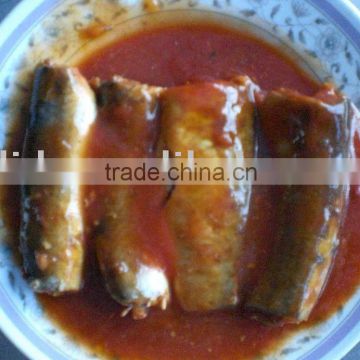 canned mackerel fish in tomato sauce