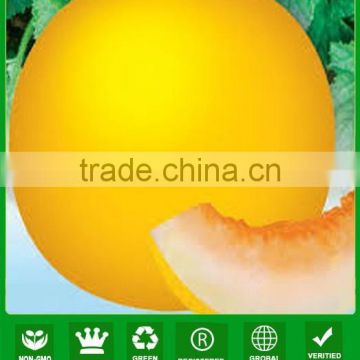 NSM23 Lashu Outdoor sweet melon seeds for open field, seeds prices