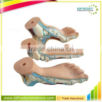 Biological Teaching Aids Education Silicone Foot Model