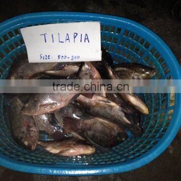 Frozen Whole Round Tilapia photo-2