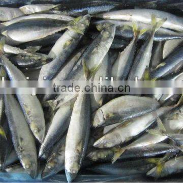 100-120g landfrozen frozen mackerel