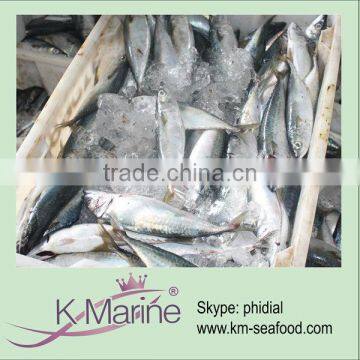 China Wholesale Sea Frozen Mackerel lot number#kmw4059